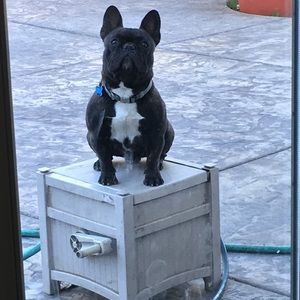 Meet your Posher, Frankie